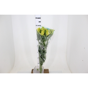 ALSTROEMERIA CARIBBEAN 080 CM