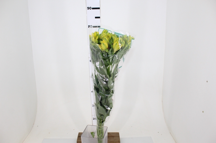 ALSTROEMERIA CARIBBEAN 080 CM