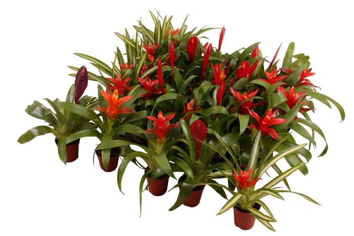 <h4>BROMELIA GEM</h4>