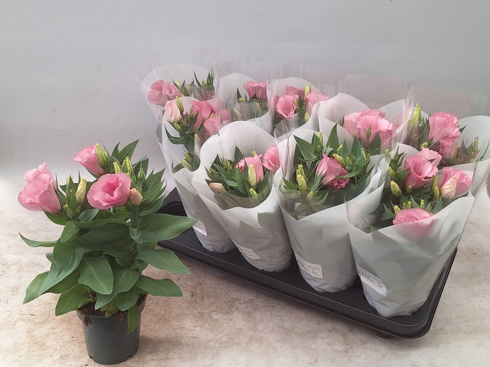 <h4>EUST BOLERO PINK</h4>