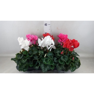 Cyclamen GR 'Mammoth'