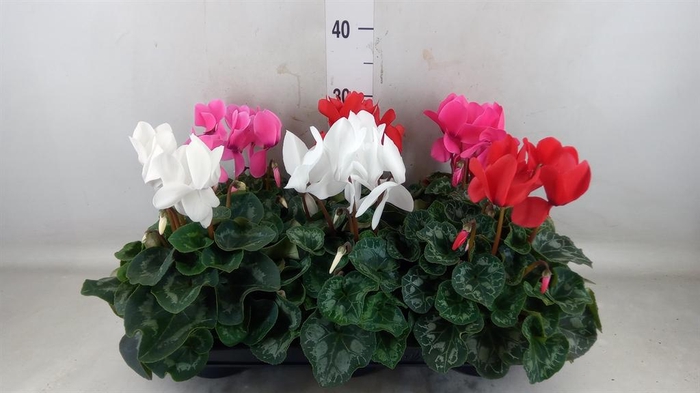 <h4>Cyclamen GR 'Mammoth'</h4>