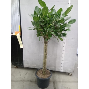 Ficus benghalensis 'Audrey'