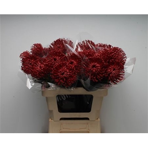 Leuco Waxed Bordeaux