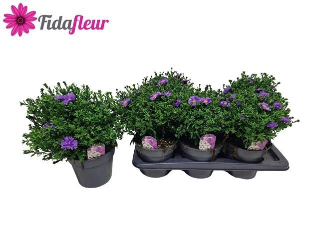 Aster dum. 'Alpha dk Purple Launch'