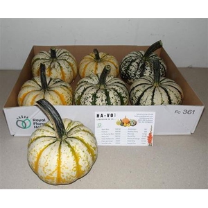 Cucurbita P-ke Mon