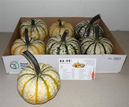<h4>Cucurbita P-ke Mon</h4>