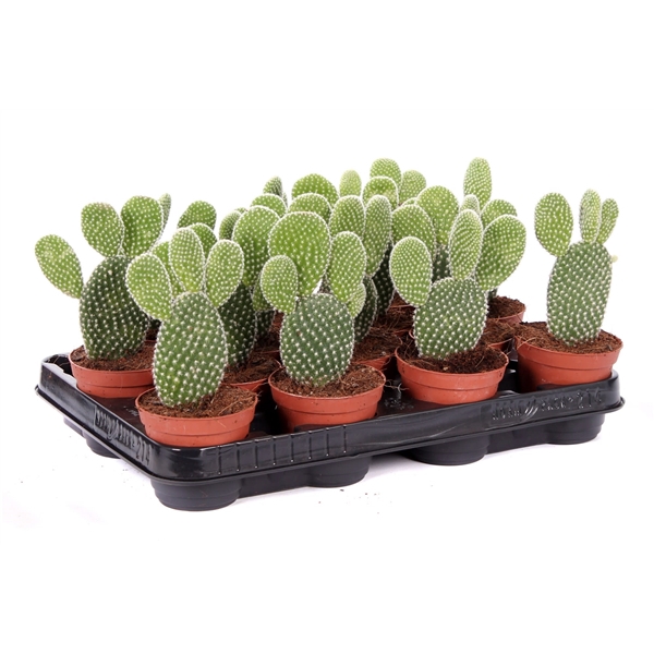 <h4>Opuntia mic albispin 8,5 cm</h4>