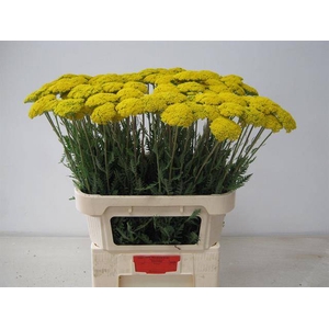 Achillea F Park Variety Akershoek