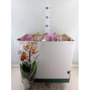 Phalaenopsis multi.   ...mix  8