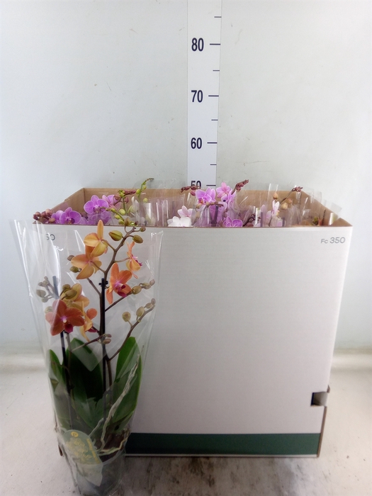 <h4>Phalaenopsis multi.   ...mix  8</h4>
