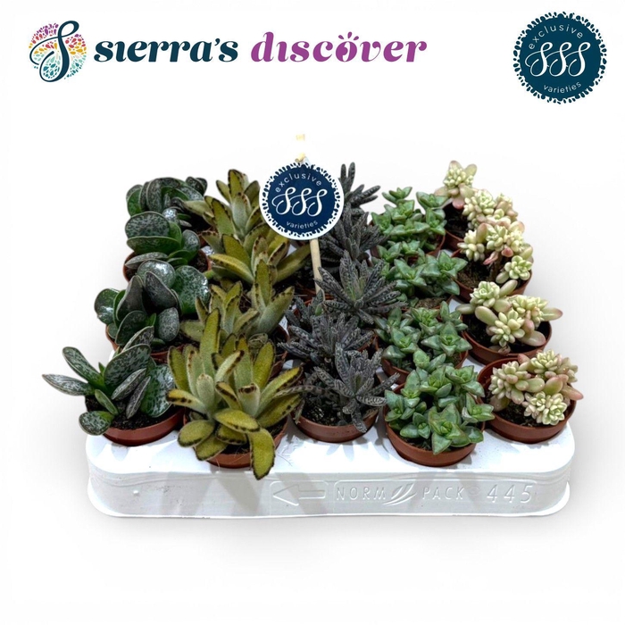 <h4>Discover® - Barcelona Succulents Mix (Exclusive)</h4>