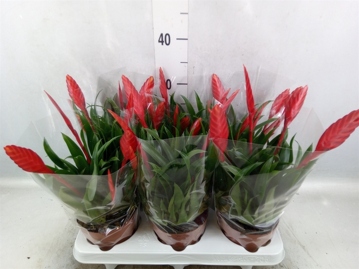 <h4>Vriesea  'Conchita'</h4>