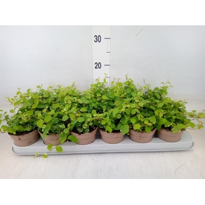 Ficus pumila 'White Sunny'