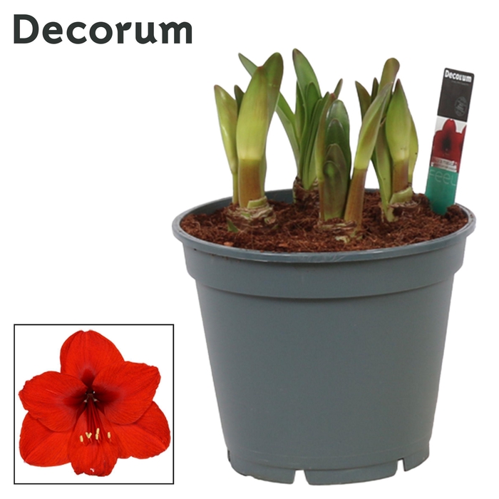 <h4>Amaryllis Multiflora Royal Red 6/7 Steel (Decorum)</h4>