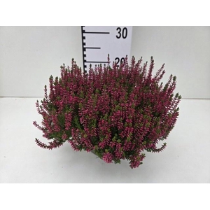CALLU GA G FRANCA