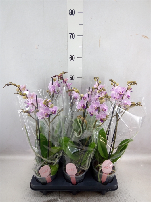 <h4>Phalaenopsis multi.   ...lilac</h4>