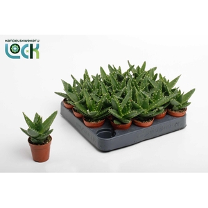 Aloë Mitriformis (Perfoliata)