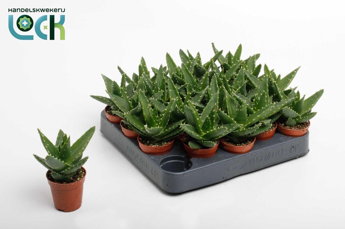 <h4>Aloë Mitriformis (Perfoliata)</h4>