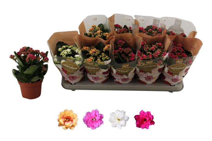 <h4>KAL GE RO GEM 4 KL</h4>