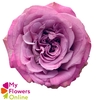 R Gr Queen´s Crown Lavander 50cm EC