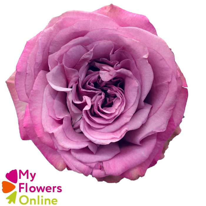 R Gr Queen´s Crown Lavander 50cm EC
