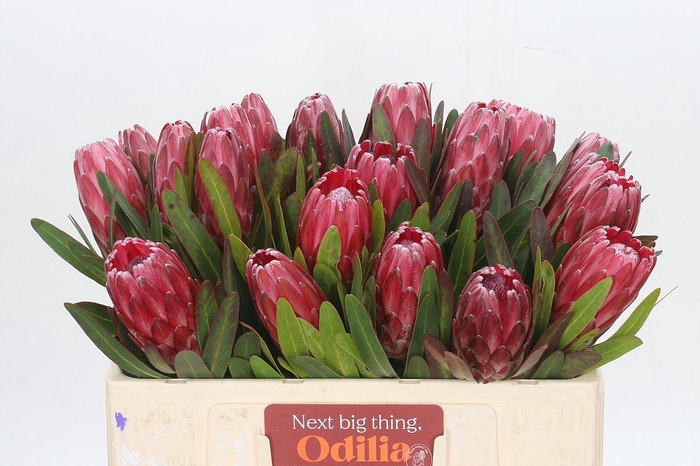 <h4>Protea Lancelot</h4>