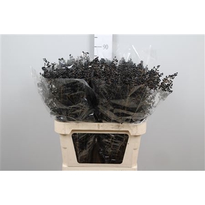 Ligustrum Ov Libelle Black