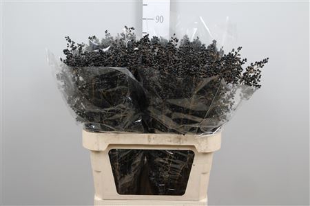 <h4>Ligustrum Ov Libelle Black</h4>