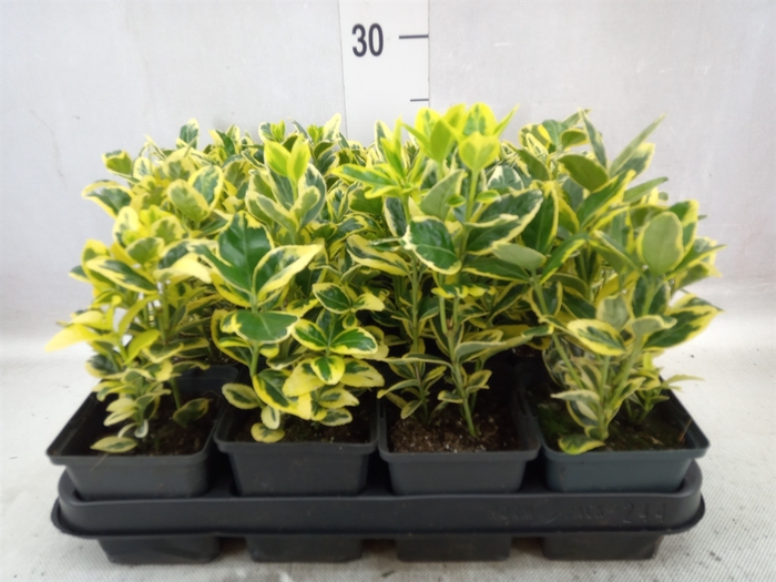 <h4>Euonymus japon. 'Ovatus Aureus'</h4>