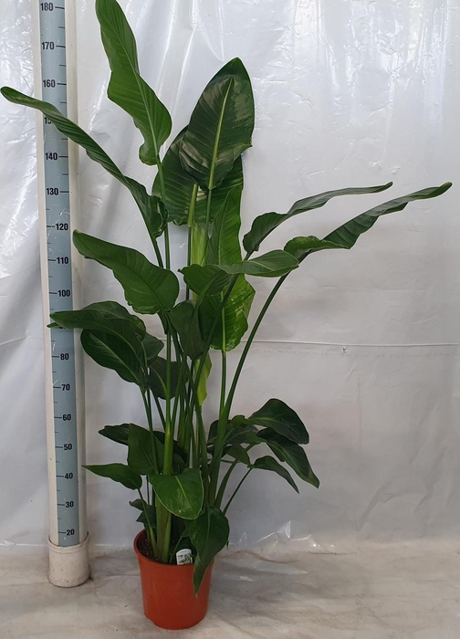<h4>Strelitzia Nicolai</h4>