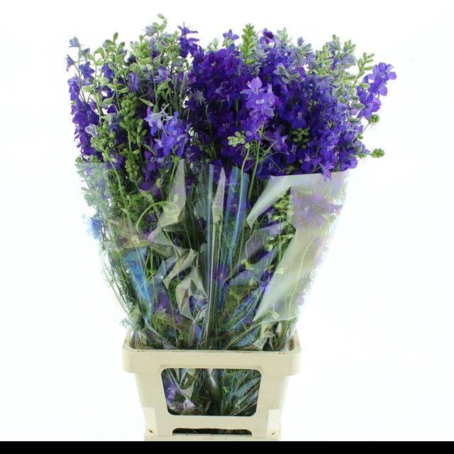 <h4>CONS R Q DARK BLUE</h4>
