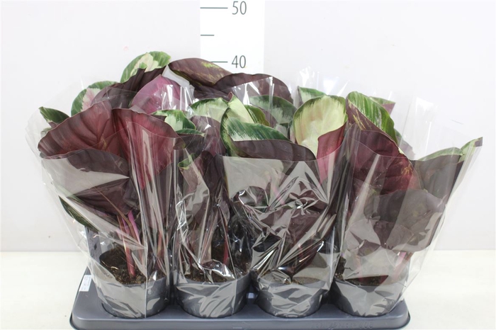 <h4>Calathea Rosepicta Rosy</h4>