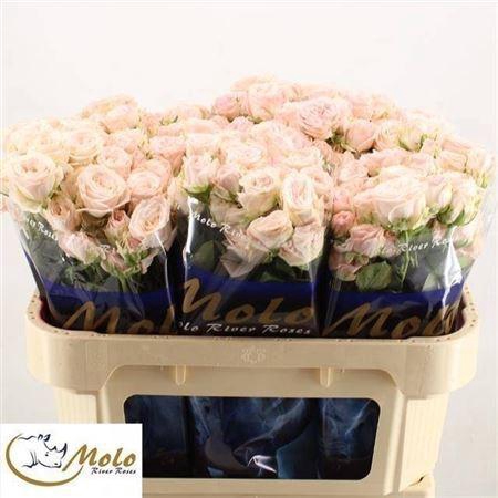 <h4>R Tr Bombastic</h4>