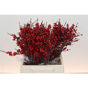Ilex Rood