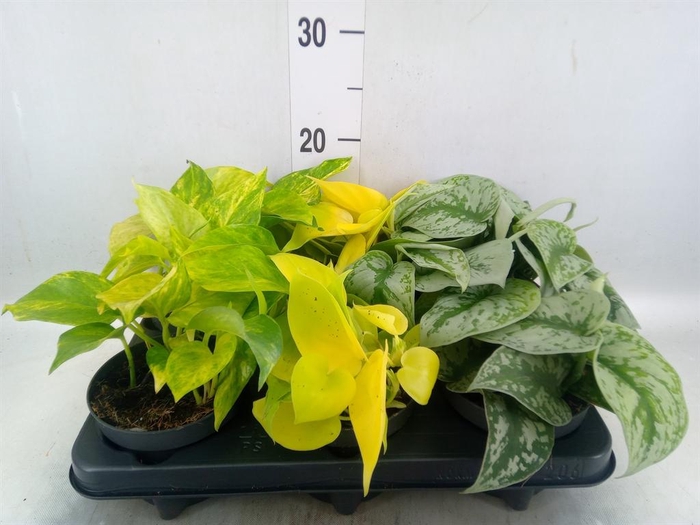 <h4>Epipremnum pinn.   ...mix</h4>
