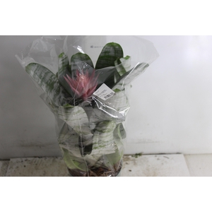 AECHMEA FASCIATA P17