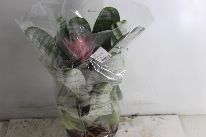 <h4>AECHMEA FASCIATA P17</h4>