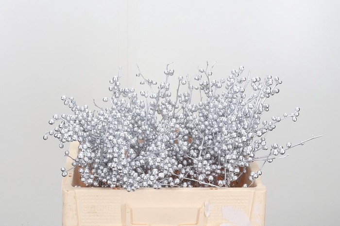 <h4>Ilex Kl Bh Zilver</h4>