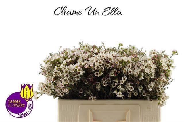 <h4>CHAME UN ELLA</h4>