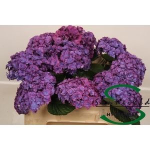 HYDR M ROY ANASTA RS