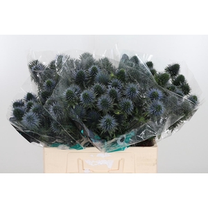 Eryn Scorpiu Questar