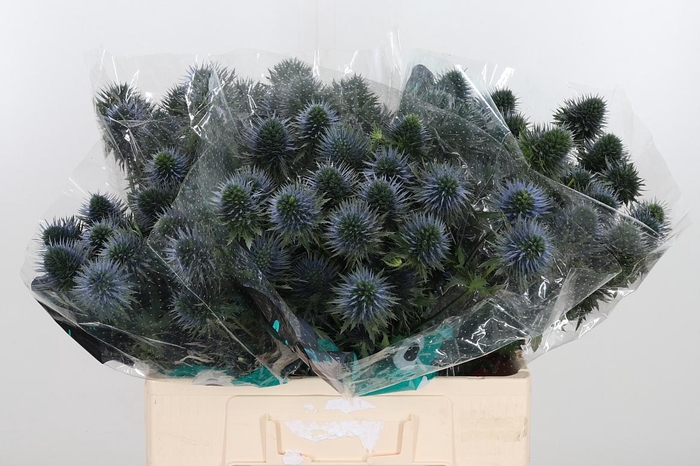 <h4>Eryn Scorpiu Questar</h4>