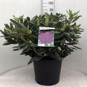 Rhodo. 'Marcel Menard' dark purple