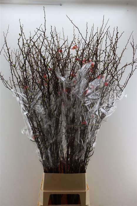 <h4>Chaenomeles X Superba.ca 150/160cm</h4>