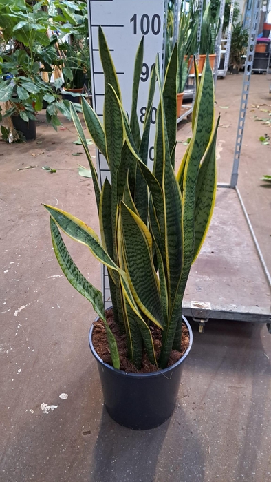 <h4>Sanseveria Laurentii 90</h4>