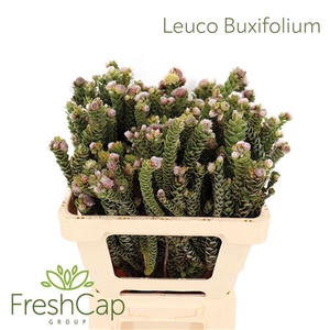 Leuco Buxifolium