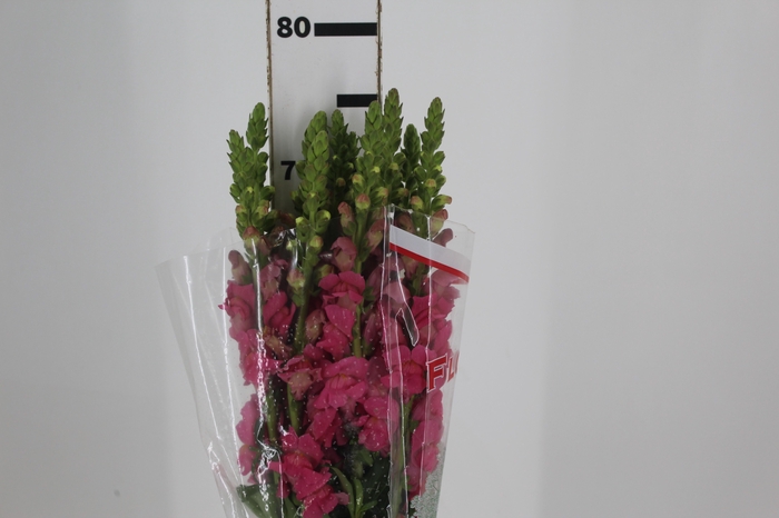 <h4>BOCA DE LEAO POTOMAC PINK EARLY 080</h4>