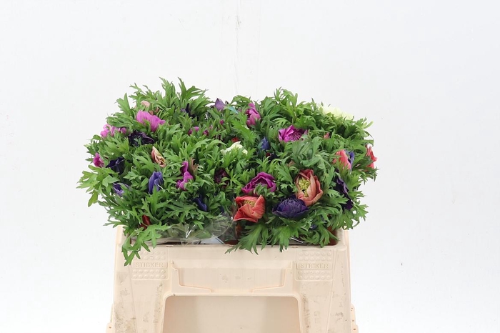 <h4>Anem Levante Gemengd</h4>