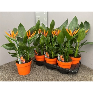 Strelitzia 4pp met 2 kunstbloemen-17